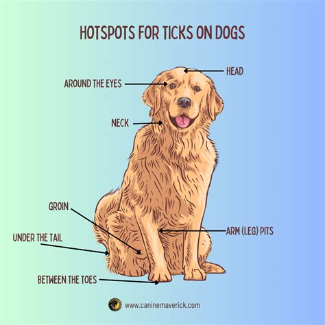 Ticks on Dogs: Prevention & Removal Tips – Canine Maverick