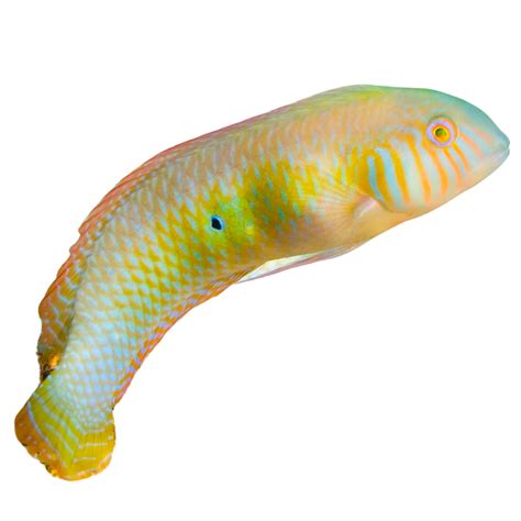 Wrasse Fish For Sale Foxy Saltwater Tropicals