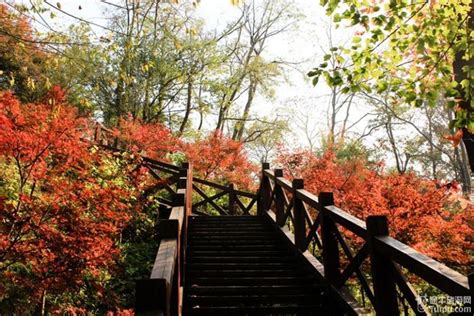 栖霞寺红枫节20202020栖霞山红枫节2020年栖霞山红枫大山谷图库