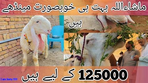 Mandi Se Qurbani Ka Bakra Le Liya Pakistan Main 2 Mehangay Bakray