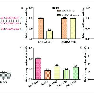 LncRNA SNHG8 Is A Target Gene Of MiR 634 A The Predicted SNHG8