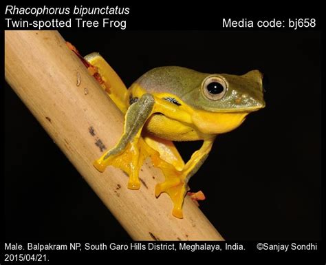 Rhacophorus Bipunctatus Ahl Twin Spotted Tree Frog Amphibians