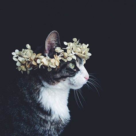 Aesthetic Pictures Aesthetic Cats Cats Cat Photography Black Grunge