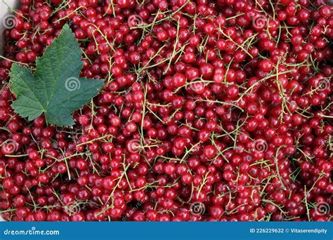 Amoras De Groselha Vermelha Maduras E Suculentas Foto De Stock