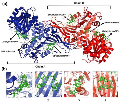 A Complete Dimer Structure Of Human G Pd Enzyme Bhl With Catalytic