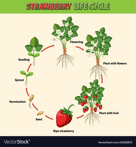 Life Cycle Of Strawberry Diagram Royalty Free Vector Image