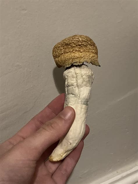 What type of shroom is this? : r/ShroomID