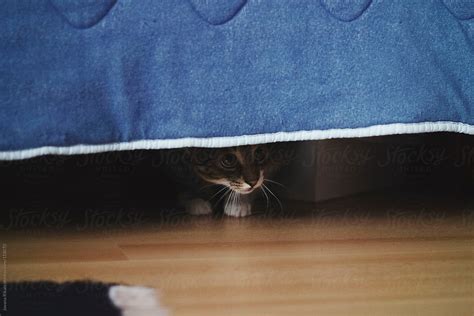 Cat Hiding Under The Bed