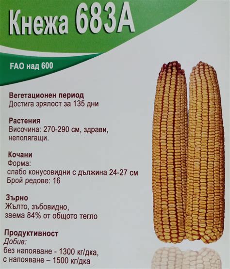 🇧🇬 СЕМЕНА ХИБРИДНА ЦАРЕВИЦА... - Сортови семена ЕАД - Разград | Facebook