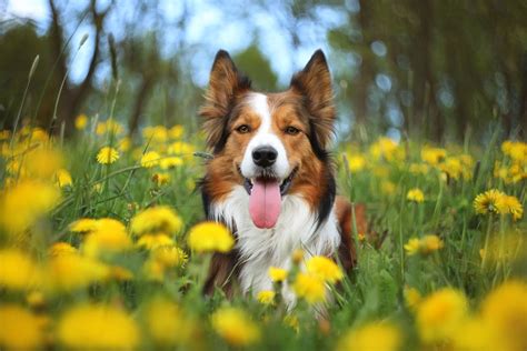 Sable Border Collie: Pictures, Facts, Origin & History | Hepper