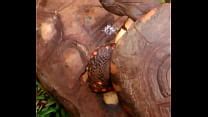 Turtle Videos XVIDEOS