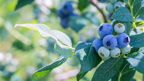 How To Prune A Blueberry Bush Best Garden Shears