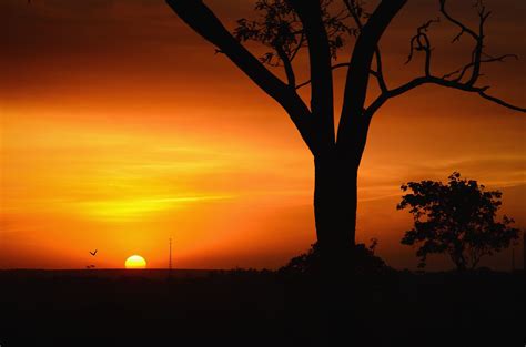 Foto Gratis Cielo Tramonto Albero Rami Silhouette