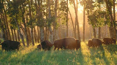 nature, Animals, Buffalo, Alberta, Canada, National park, Sun rays, Trees, Field, Forest ...