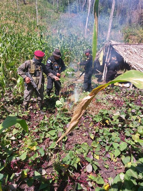 PNC De Guatemala On Twitter 30 330 Matas De Marihuana En Fase De