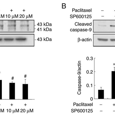 Jnk Inhibition Prevents Paclitaxel Induced Activation Of Caspase 8 And Download Scientific