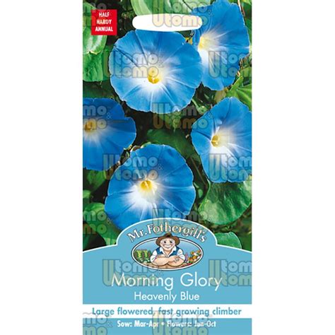 Jual Benih Morning Glory Heavenly Blue Exp Shopee Indonesia