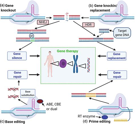 2 CRISPR Cas9 Based Gene Therapy A Gene Knock Out B Gene