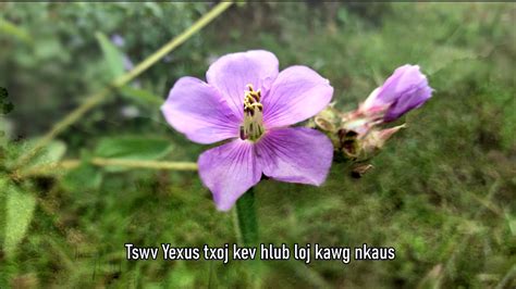 Tswv Yexus Txoj Kev Hlub Karaoke YouTube