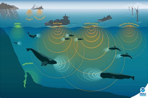 Frontiers NOAA And BOEM Minimum Recommendations For Use Of Passive