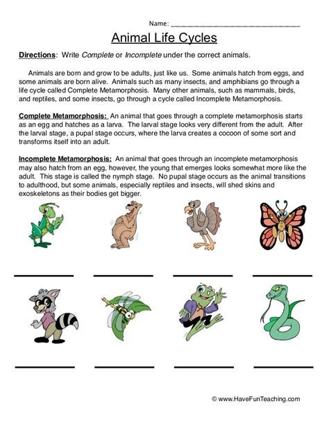 Animal Life Cycle Worksheets 2nd Grade