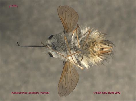 Bombyliidae