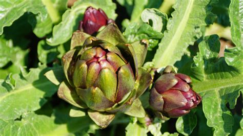 14 Artichoke Varieties You Might Not Be Familiar With