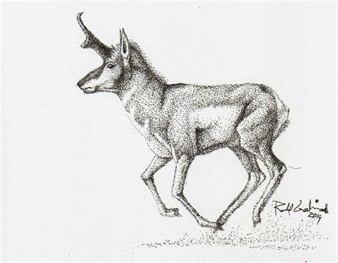 Pronghorn Buck Original Stippled Pen And Ink Drawing By Ronald Goodman