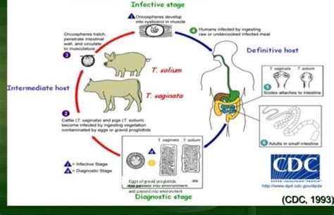 2 Draw Well Labeled Diagram Of Life Cycle Of Taenia Solium 10