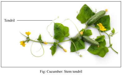 Tendrils are found in the following plants. Identify whether they are stem tendrils or leaf ...