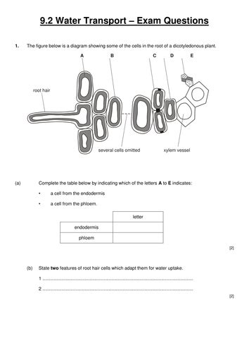 New Ocr A Level Biology Transport In Plants Teaching Resources