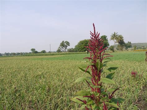 pu  kirai tamil amaranthaceae amaranth famil flickr
