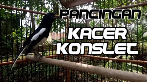 Pancingan Kacer Konslet Pasti Nyaut Langsung Emosi Youtube