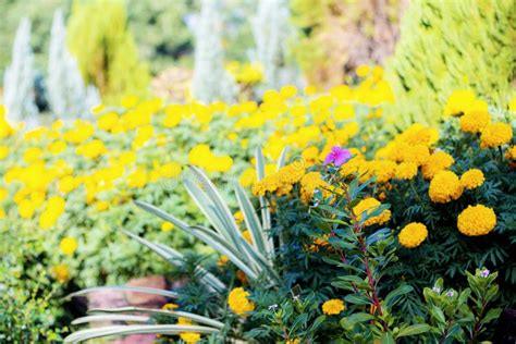 Marigold flower in garden. stock photo. Image of hedge - 121378536