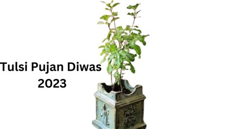 Tulsi Pujan Diwas 2023: Significance and Rituals of Holy Basil Worship Today