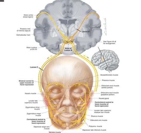 Corticobulbar Tract Motor Pathway Of The Facial Nerve Flashcards