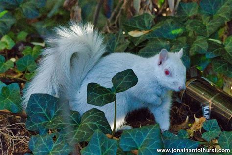 The Albino Squirrel | jonathantolhurst.com