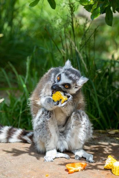 Premium Photo | A lemur eating a banana that is eating