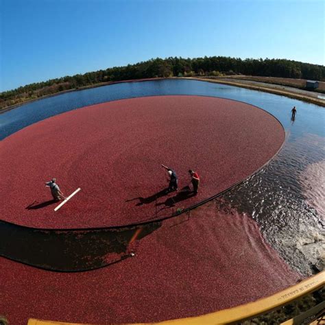 Cranberry Harvest Season - See Plymouth