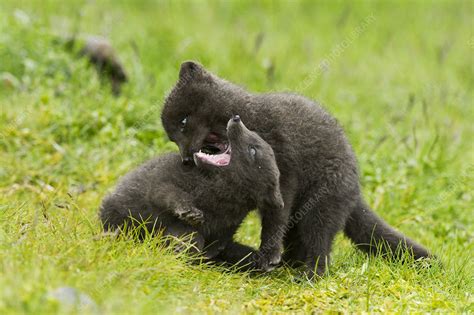 Arctic fox cubs playing - Stock Image - C042/8857 - Science Photo Library