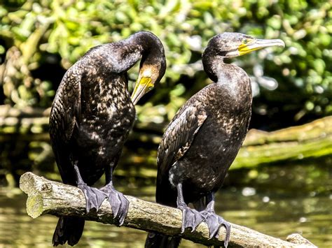 Cormorant Bird Water Free Photo On Pixabay Pixabay