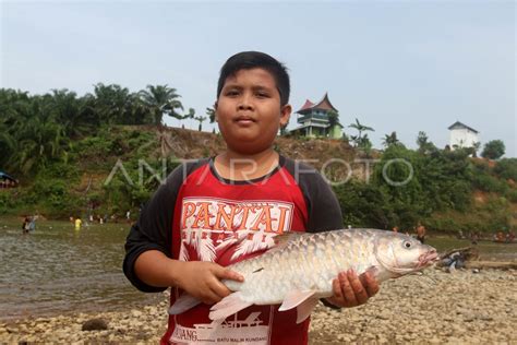 Tradisi Menangkap Ikan Larangan Antara Foto