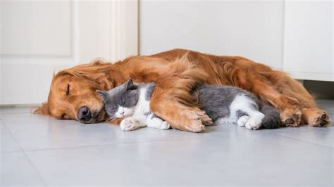 4K, Cats, Gray background, Two, Lying down, Sleep, Kittens, Paws, HD