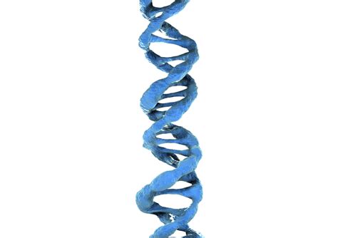 3d Dna Png