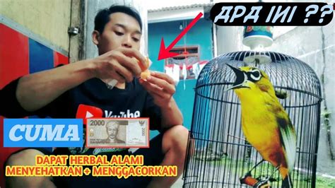 Doping Pleci Alami Penuh Manfaat Racikan Penggacor Pleci Bahan Youtube