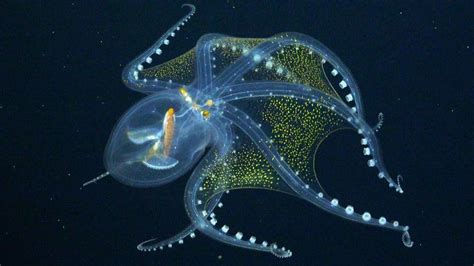 Glass Octopus Rare Footage Of Sea Creature Caught By Scientists Bbc