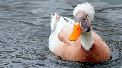 Black And White Duck With A Tuft Names And Descriptions Of Breeds