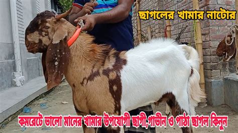 ছাগলের খামার নাটোর। কমরেটে ভালো মানের খামার উপযোগী ছাগীগাভীন ছাগল ও