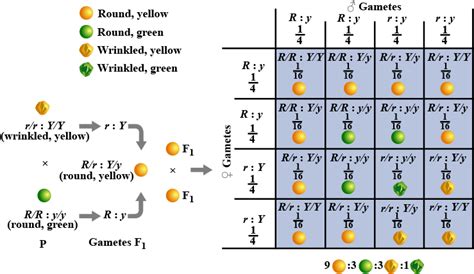 Explain Mendel S Dihybrid Ratio With The Help Of Any One Cross