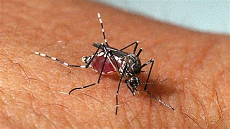 Mosquito da Dengue - Fotos, Doenças, Prevenções, curas